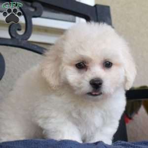 Fluffy (Tiny), Bichon Frise Puppy